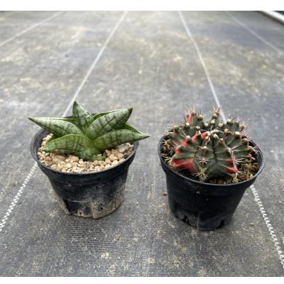 ふるさと納税 長与町 ギムノカリキウム ミハノビッチ&amp;サンセベリア ボンセレンシスドワーフ 各1株