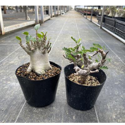 ふるさと納税 長与町 センナ メリディオナリス&amp;アデニウム アラビカム 各1株