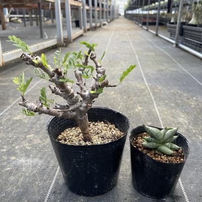 ふるさと納税 長与町 センナ メリディオナリス&amp;サンセベリア ボンセレンシスドワーフ 各1株
