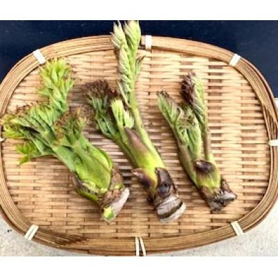 ふるさと納税 岩泉町 春の山菜　タラの芽(100g×2パック) | 