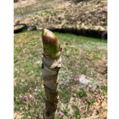 ふるさと納税 岩泉町 春の山菜　タラの芽(100g×2パック) |  | 02