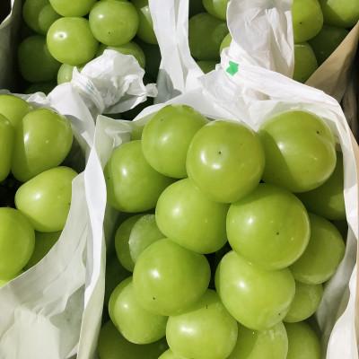 ふるさと納税 中川村 シャインマスカット 2kg