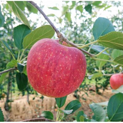 ふるさと納税 中川村 シナノリップ 3kg