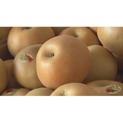 ふるさと納税 中川村 訳あり 南水梨 4kg