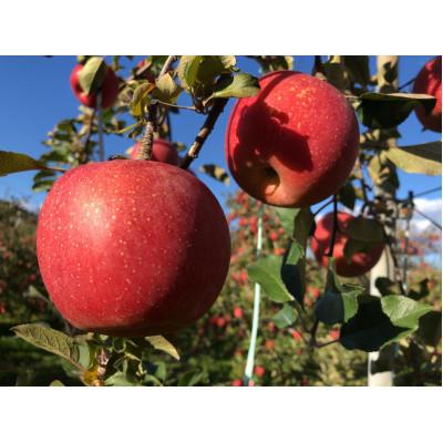 ふるさと納税 中川村 訳あり サンふじ 4.5kg