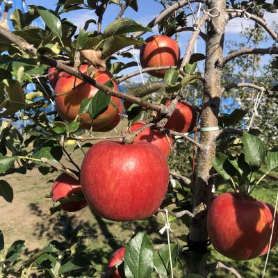 ふるさと納税 中川村 訳あり シナノスイート 4.5kg