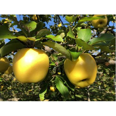 ふるさと納税 中川村 贈答用 シナノゴールド 4.5kg