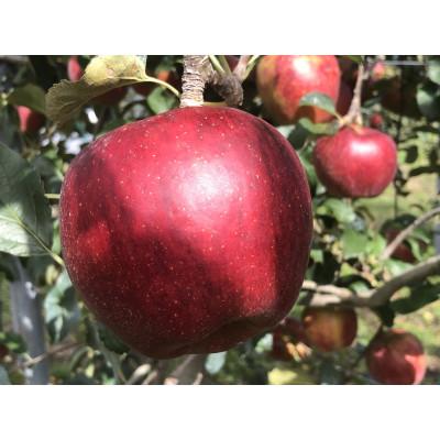 ふるさと納税 中川村 贈答用 秋映 4.5kg