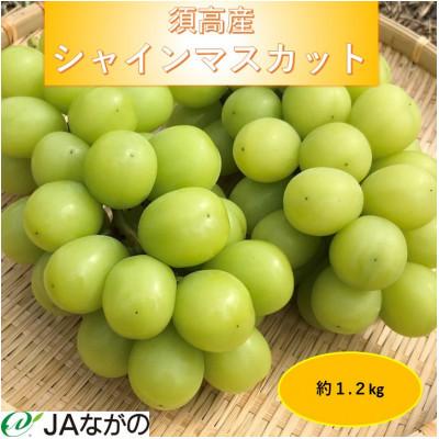 ふるさと納税 小布施町 [2026年9〜10月発送]JAながの 須高産 シャインマスカット 約1.2kg 2〜3房入り