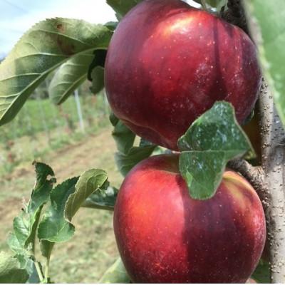 ふるさと納税 中川村 訳あり 紅玉 4.5kg