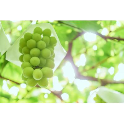 ふるさと納税 高畠町 産地直送 シャインマスカット 約2kg パリッとはじける贅沢な甘さ