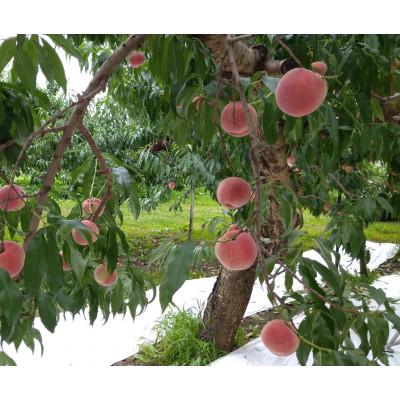 ふるさと納税 長野県 令和8年産 桃 【なつっこ】【訳あり品】約3kg(7〜12個) 長野県産の画像