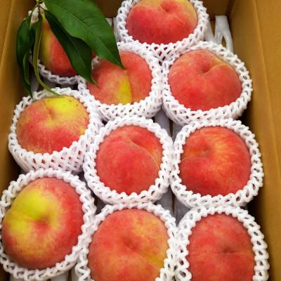 ふるさと納税 長野県 令和8年産 桃 【なつっこ】【訳あり品】約3kg(7〜12個) 長野県産の画像