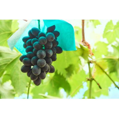 ふるさと納税 高畠町 希少品種 高尾(たかお)ぶどう 約1kg