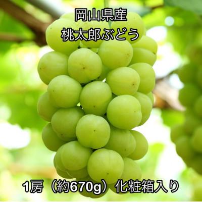 ふるさと納税 玉野市 [2026年発送]岡山県産 桃太郎ぶどう 1房(約670g)化粧箱入り