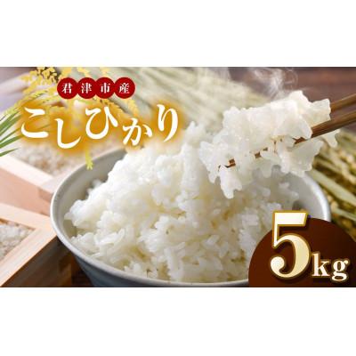 ふるさと納税 君津市 [令和7年度産]君津市産こしひかり 精米 5kg×1袋