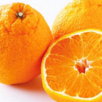 ふるさと納税 松山市 [家庭用]不知火 約5kg