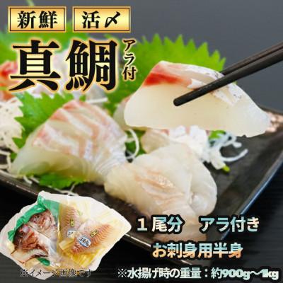 ふるさと納税 南伊勢町 伊勢志摩産 1匹 真鯛 半身 アラ付き 900g〜1kg 下処理済み 城水産の海鮮 朝どれシリーズ