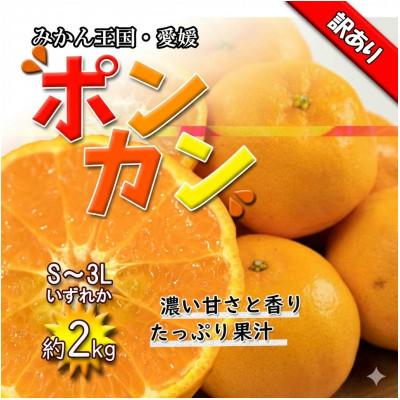ふるさと納税 松山市 ポンカン訳あり約2Kg