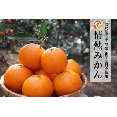 ふるさと納税 阿南市 [2026年5月より受付開始]徳島県阿南市産みかん5kg 栽培期間中農薬・化学肥料不使用 不揃い