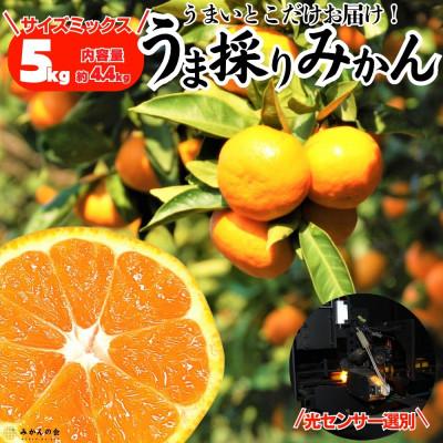 ふるさと納税 有田川町 みかん うま採り 箱込5kg(内容量4.4kg) 光センサー選別 みかんの会厳選 サイズ混合
