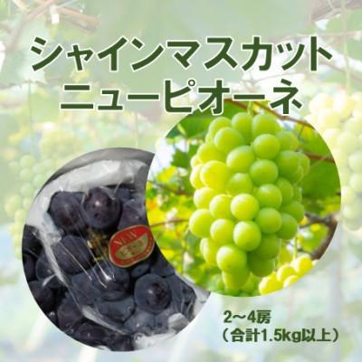 ふるさと納税 鏡野町 2026年発送[完熟朝採り]訳あり シャインマスカット&amp;ニューピオーネ 合計1.5kg以上