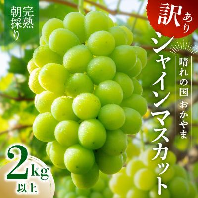 ふるさと納税 勝央町 2026年発送[完熟朝採り]訳あり シャインマスカット 2.0kg以上