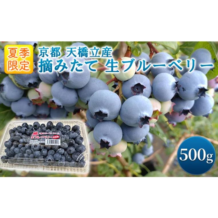 ふるさと納税 宮津市 [先行受付] 摘みたて 生ブルーベリー 500g (2026年6月下旬〜順次発送予定)京都天橋立産