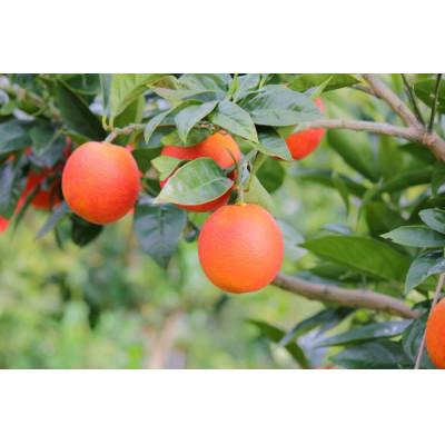 ふるさと納税 湯浅町 国産ブラッドオレンジご家庭用2.5kg