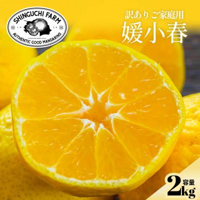 ふるさと納税 八幡浜市 [数量限定]今シーズン発送![訳あり]媛小春 2kg[A70-161]