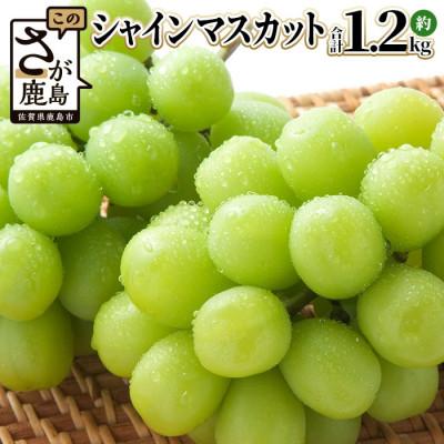 ふるさと納税 鹿島市 [先行予約]旬の採れたてシャインマスカット 約1.2kg 2〜3房 佐賀県産(鹿島市)
