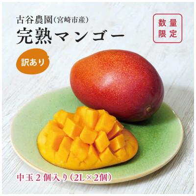 ふるさと納税 宮崎市 古谷農園の宮崎完熟マンゴーB級品 中玉2個セット