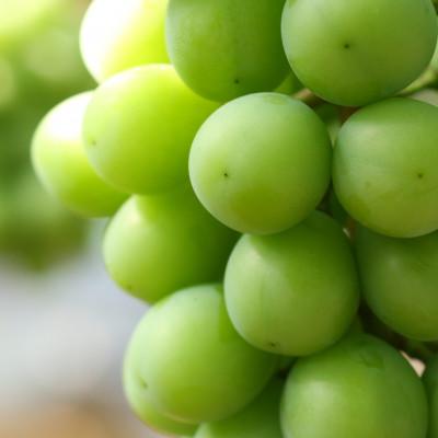 ふるさと納税 高松市 シャインマスカット 500g以上