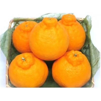 ふるさと納税 高松市 デコポン 5kg以上