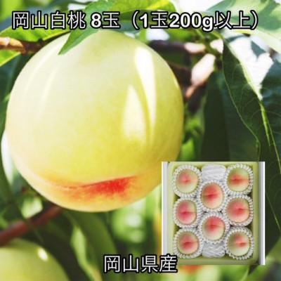 ふるさと納税 高梁市 [2026年発送]岡山県産 岡山白桃 8玉 (1玉200g以上)化粧箱入り