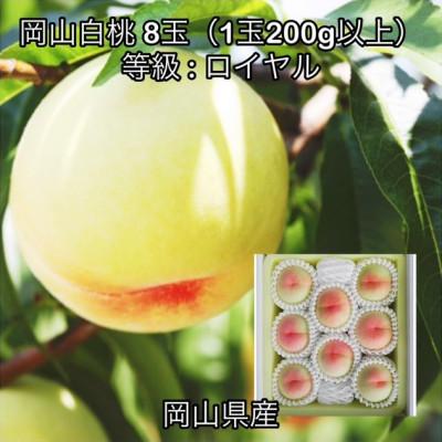 ふるさと納税 高梁市 [2026年発送]岡山県産 岡山白桃 8玉(1玉200g以上)ロイヤル 化粧箱入り