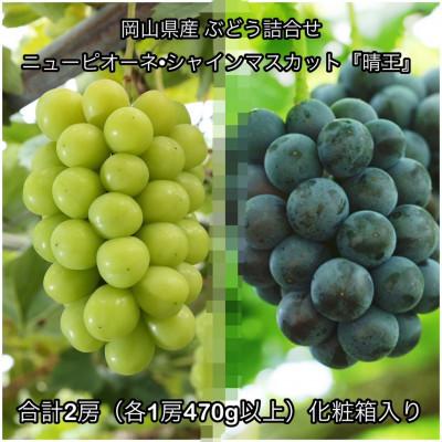 ふるさと納税 高梁市 [2026年発送]岡山県産 ニュー ピオーネ ・シャインマスカット『晴王』計2房(各470g以上)