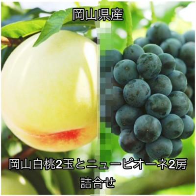 ふるさと納税 高梁市 [2026年発送]岡山県産 岡山白桃2玉とニューピオーネ2房 詰合せ 化粧箱入り