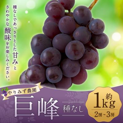 ふるさと納税 うきは市 [先行予約] やりみず農園 種なし 巨峰 2房から3房(約1kg)