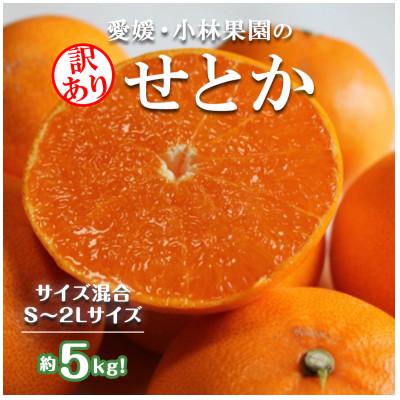ふるさと納税 八幡浜市 ★訳アリ★ 愛媛・小林果園のせとか 約5キロ[D24-38]
