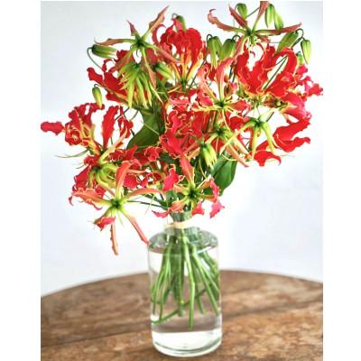 ふるさと納税 高知市 生花グロリオサ花束 ブーケ 1束[CG013]