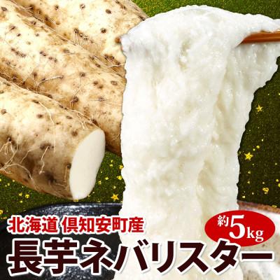 ふるさと納税 倶知安町 北海道 倶知安町産 ネバリスター 計5kg 北海道産 長芋 倶知安町[2026年11月中旬〜お届け]