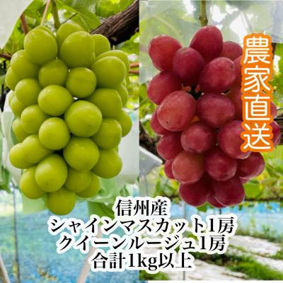 ふるさと納税 長野市 [9月下旬より順次発送]信州産クイーンルージュ(R)1房&amp;シャインマスカット1房[大粒&amp;大房]