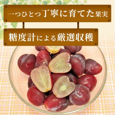 ふるさと納税 高畠町 【産地直送】マイハート 約250g×2個 箱入 山形県