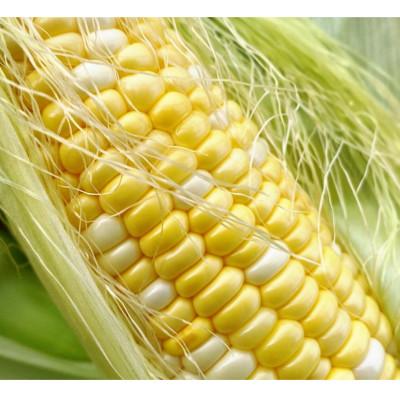 ふるさと納税 奥州市 数量限定 先行受付 ドルチェドリーム10本 [2026年7月中旬頃より順次発送予定] [T0017]