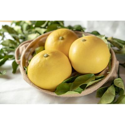 ふるさと納税 安芸市 『煌めき』大北果樹園の土佐文旦 約3キロ(5〜6玉)[贈答用]