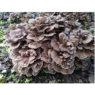 ふるさと納税 揖斐川町 舞茸ほだ木4本セット