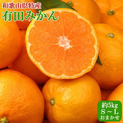 ふるさと納税 那智勝浦町 「農家直送」紀州有田みかん約5kg S〜Lサイズおまかせ(那智勝浦町)2026年11月中旬〜順次発送