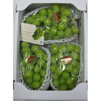 ふるさと納税 観音寺市 [8月31日(夏休み)までの期間限定企画!!]温室シャインマスカット 約1.9kg