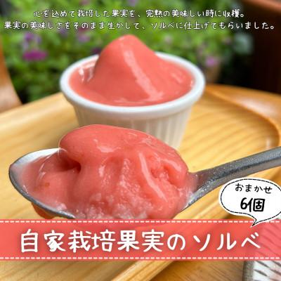 ふるさと納税 朝倉市 自家栽培果実のソルベおまかせ詰合せ 計6個